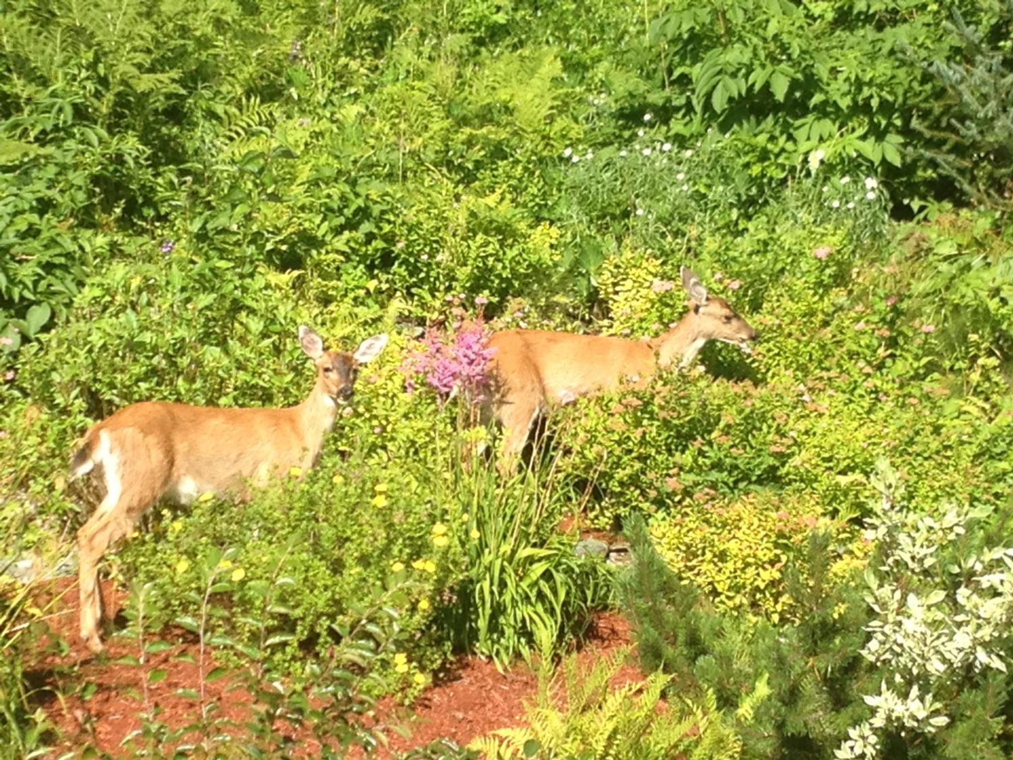 Kelli Creek Cottage - Reduced Price On Tours Juneau Eksteriør bilde